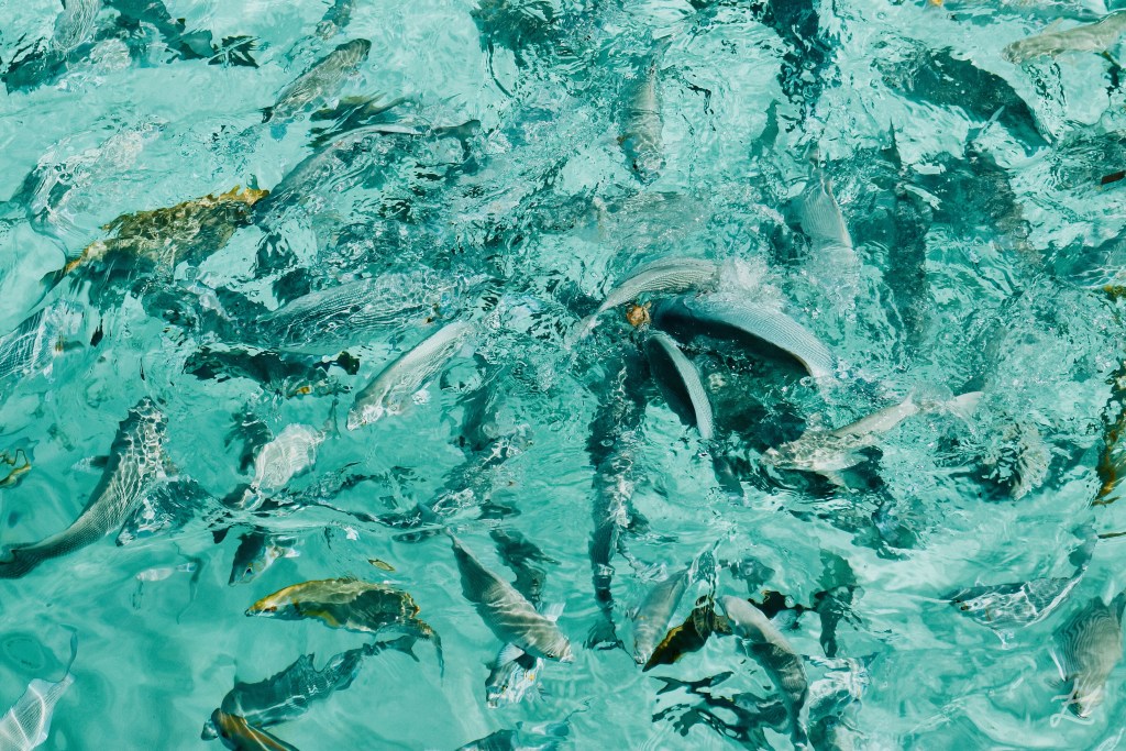Fish feeding in South Ari Atoll, Maldives