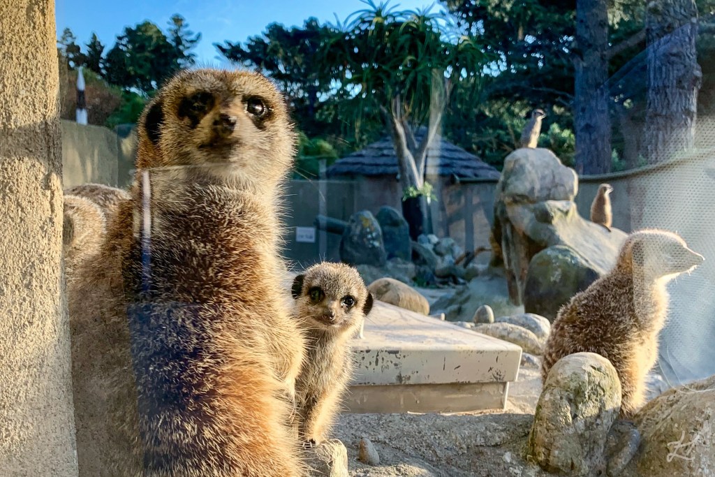 Meerkats at Wellington Zoo