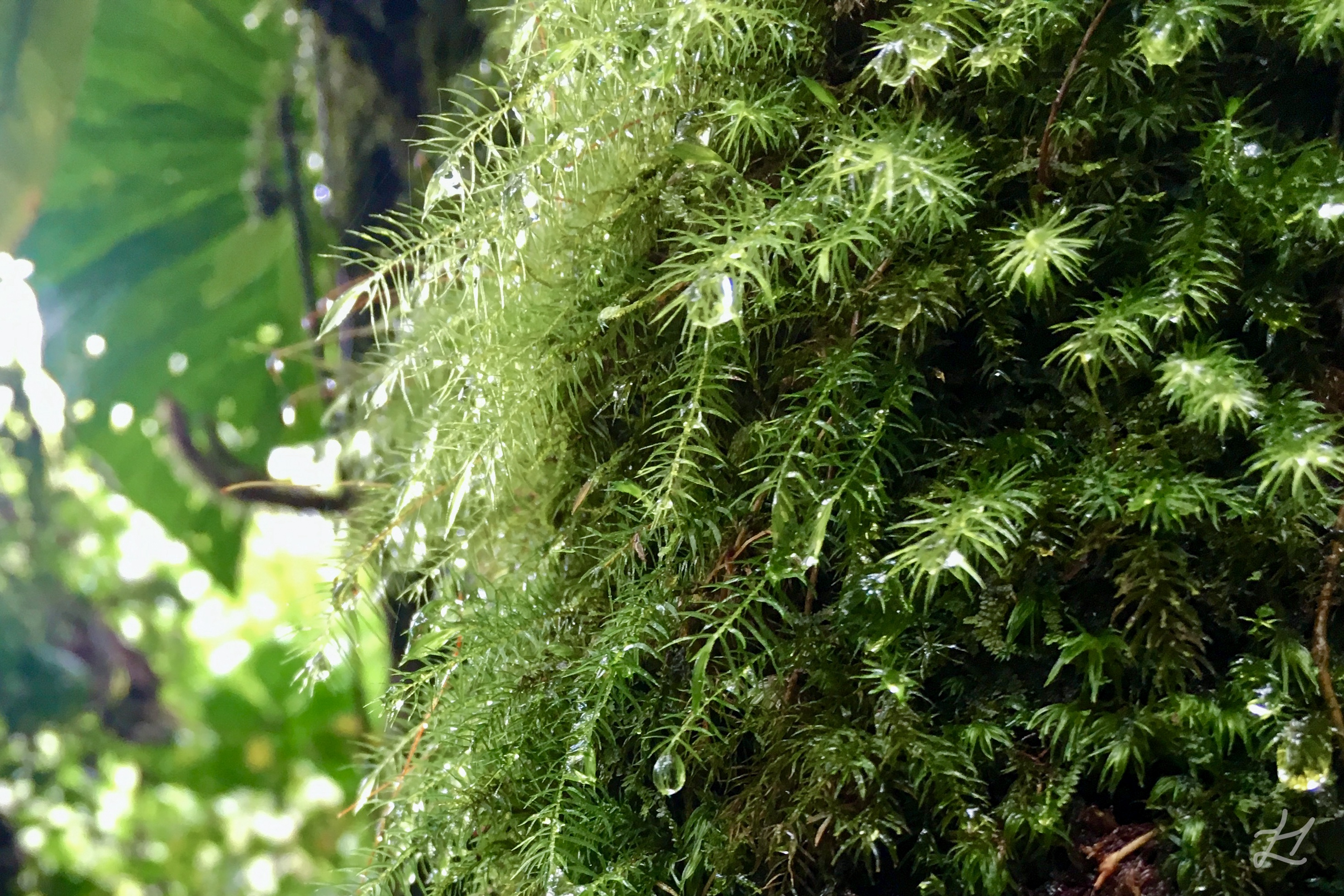 Mindo moss and flora, in the Cloud Forest, Ecuador