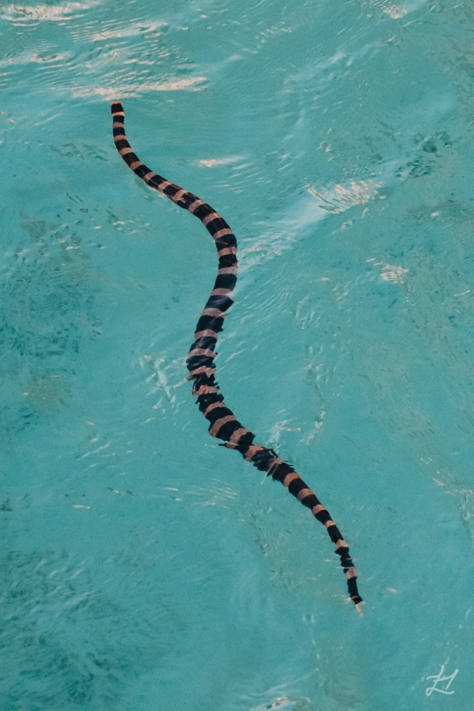 New Caledonia sea kraite in the ocean