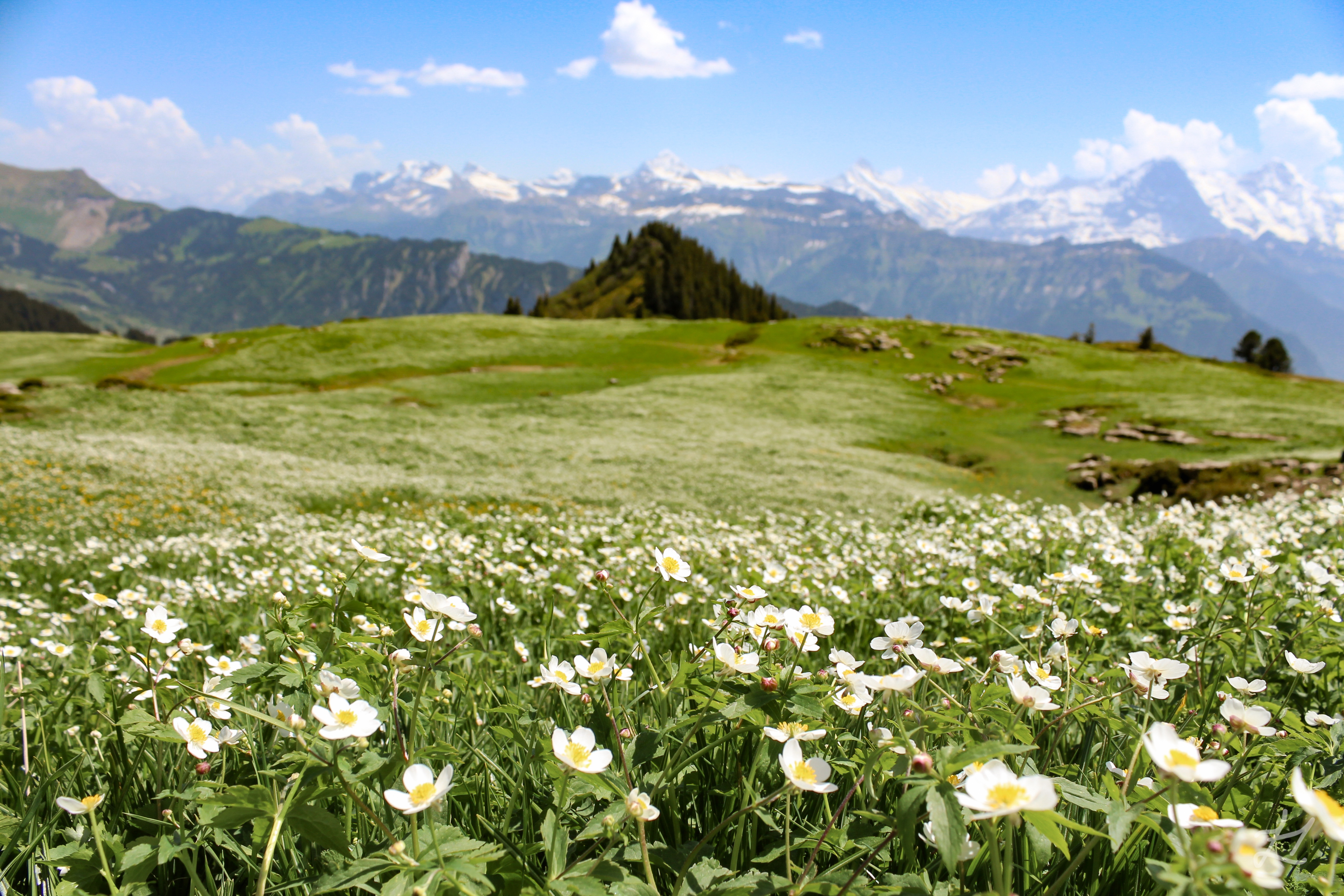 Hiking through flowering meadows on Niederhorn with vistas to Eiger, Monch and Jungfrau Swiss mountains