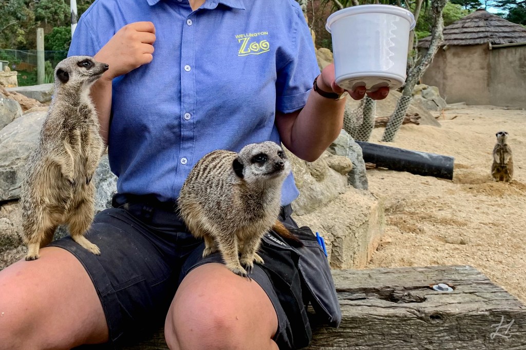 Meerkat Encounter Keeper talk at Wellington Zoo