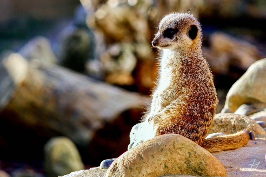 Meerkat at Wellington Zoo