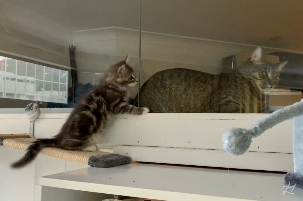 Theo our kitten seeing our cat Festo through the bedroom window into the lounge room