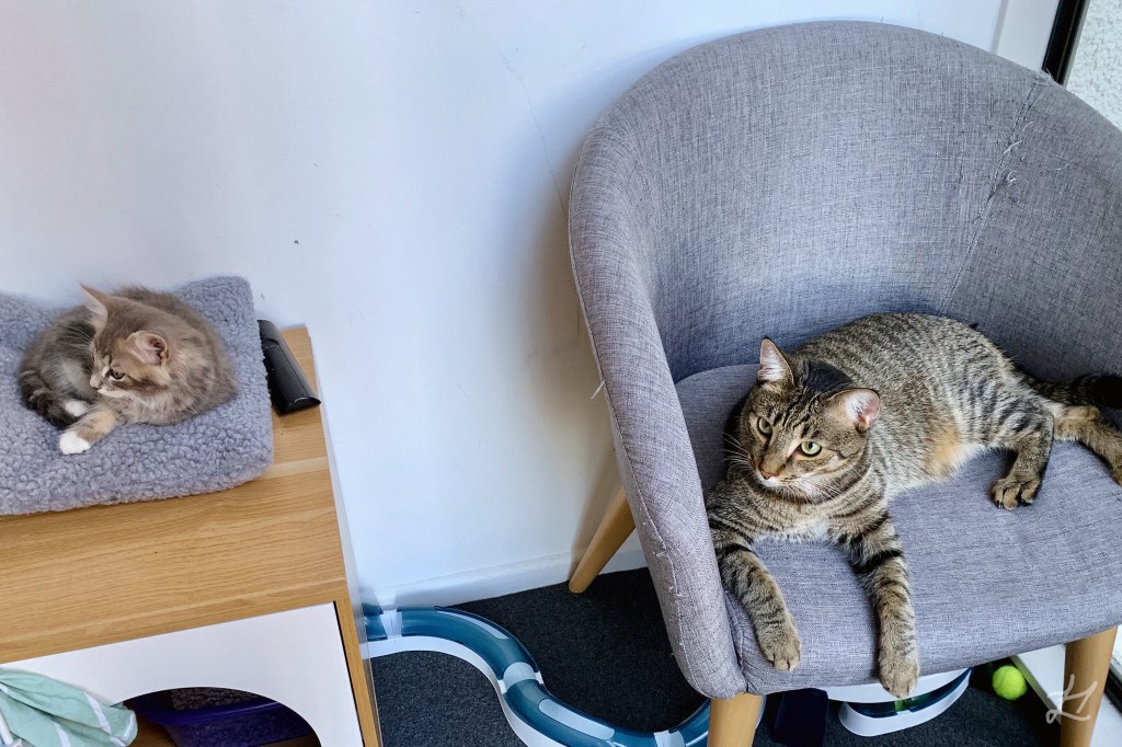 Festo and Theo hanging out in the introduction phase