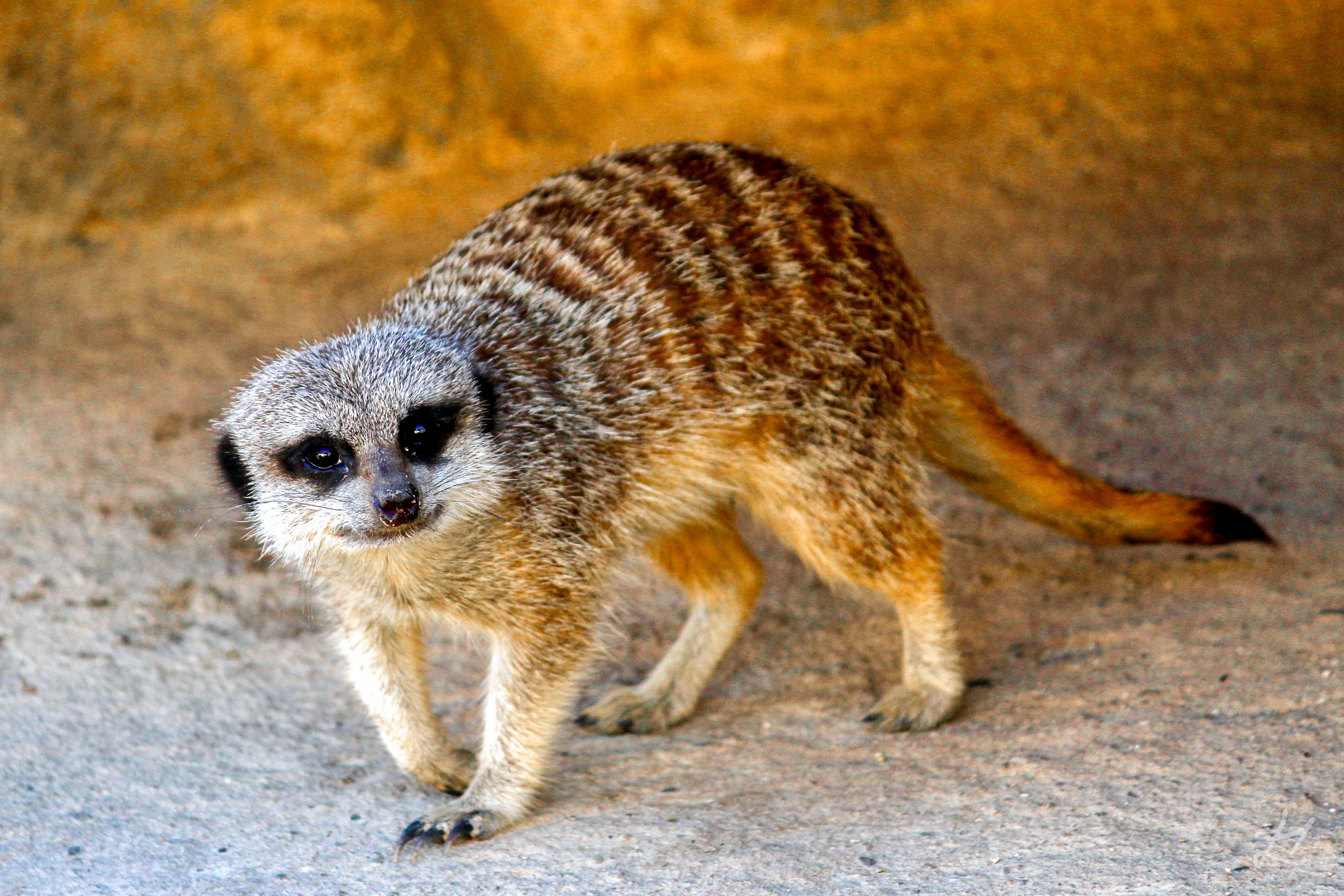 Meerkat Encounter, Wellington Zoo