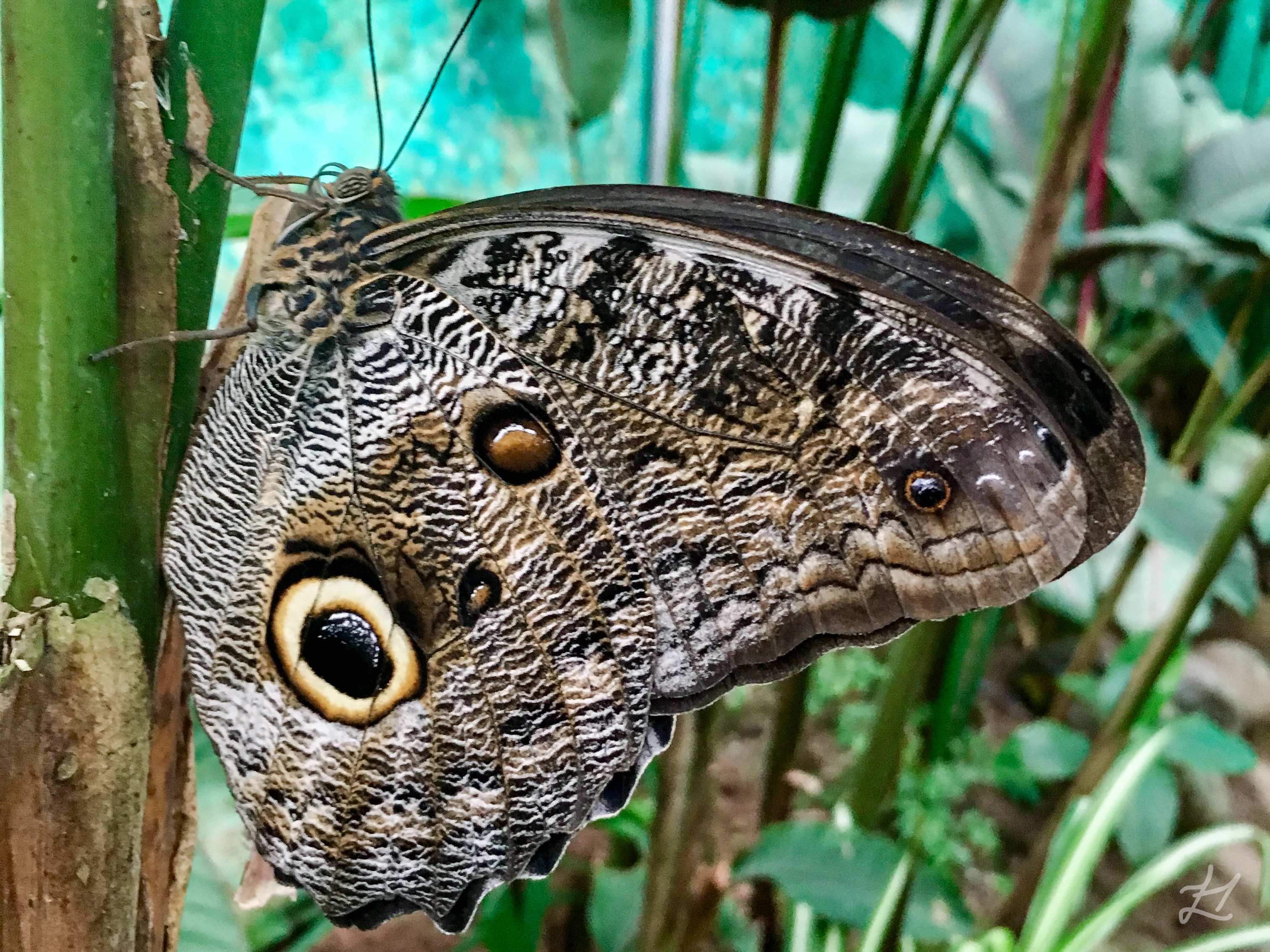 Butterfly in Mindo Cloud Forest, Ecuador