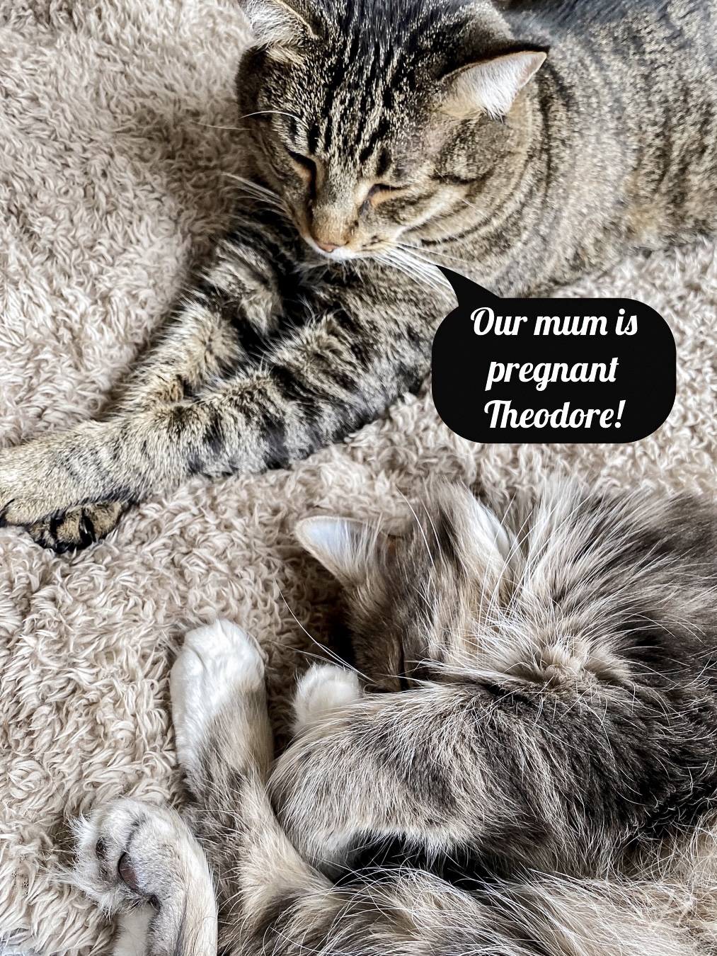 Our cats in our pregnancy announcement
