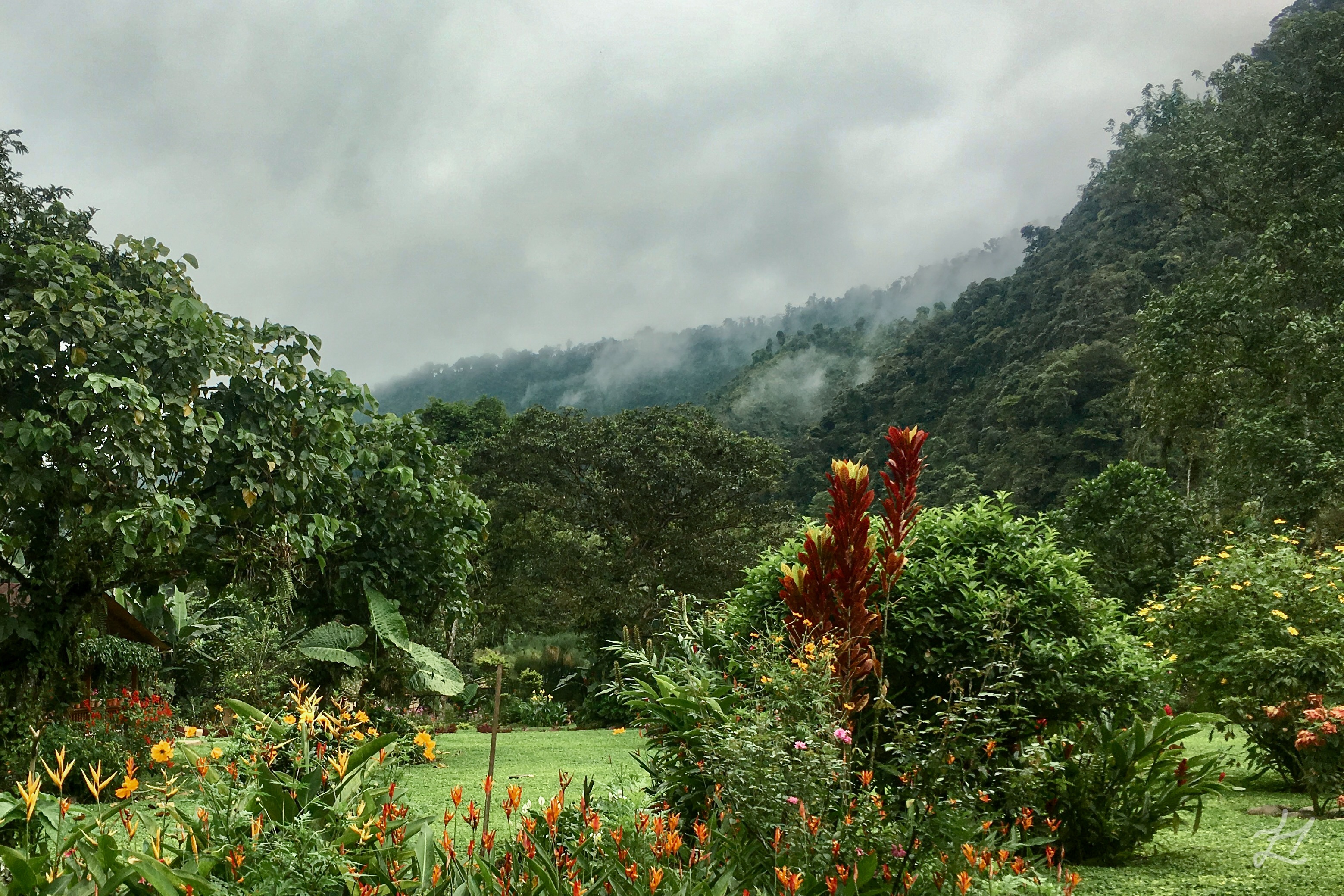 Mindo Forest cloud