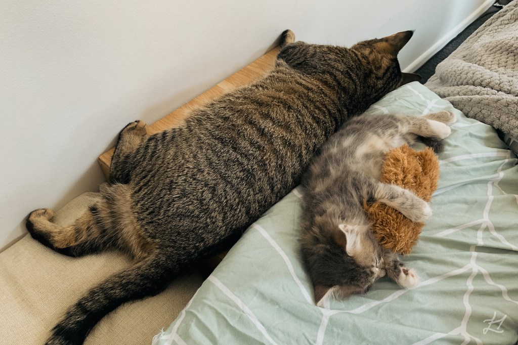 Our 2 cats sleeping together during the meeting phase