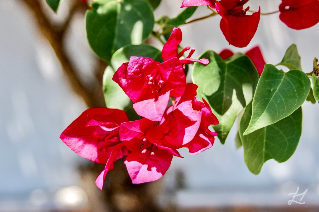 Bougainvillea in Colonia del Sacramento