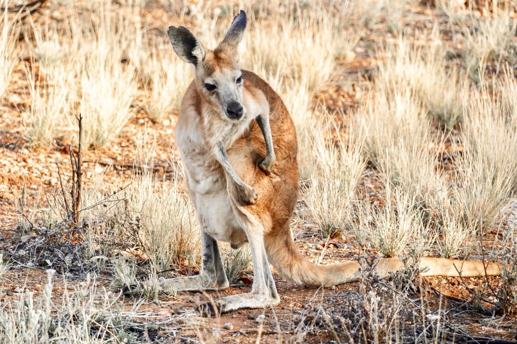Kangaroo at Olive Pink Botanical Garden in Alice Springs