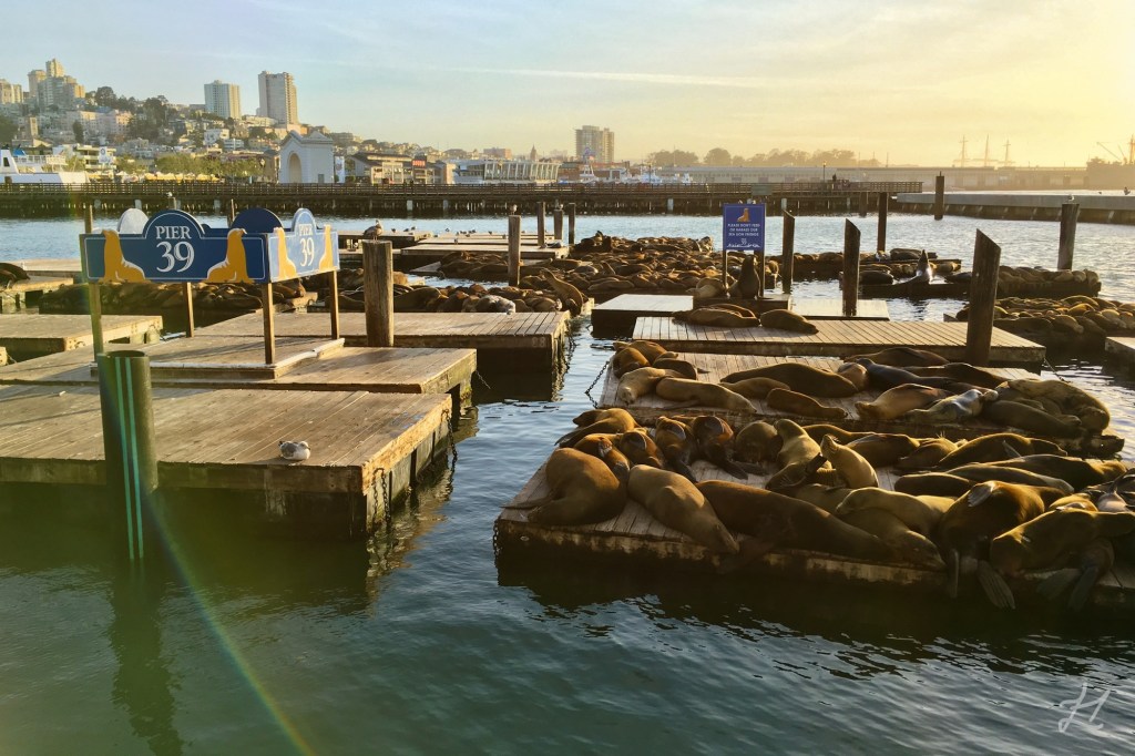 Fisherman's Wharf Pier 39