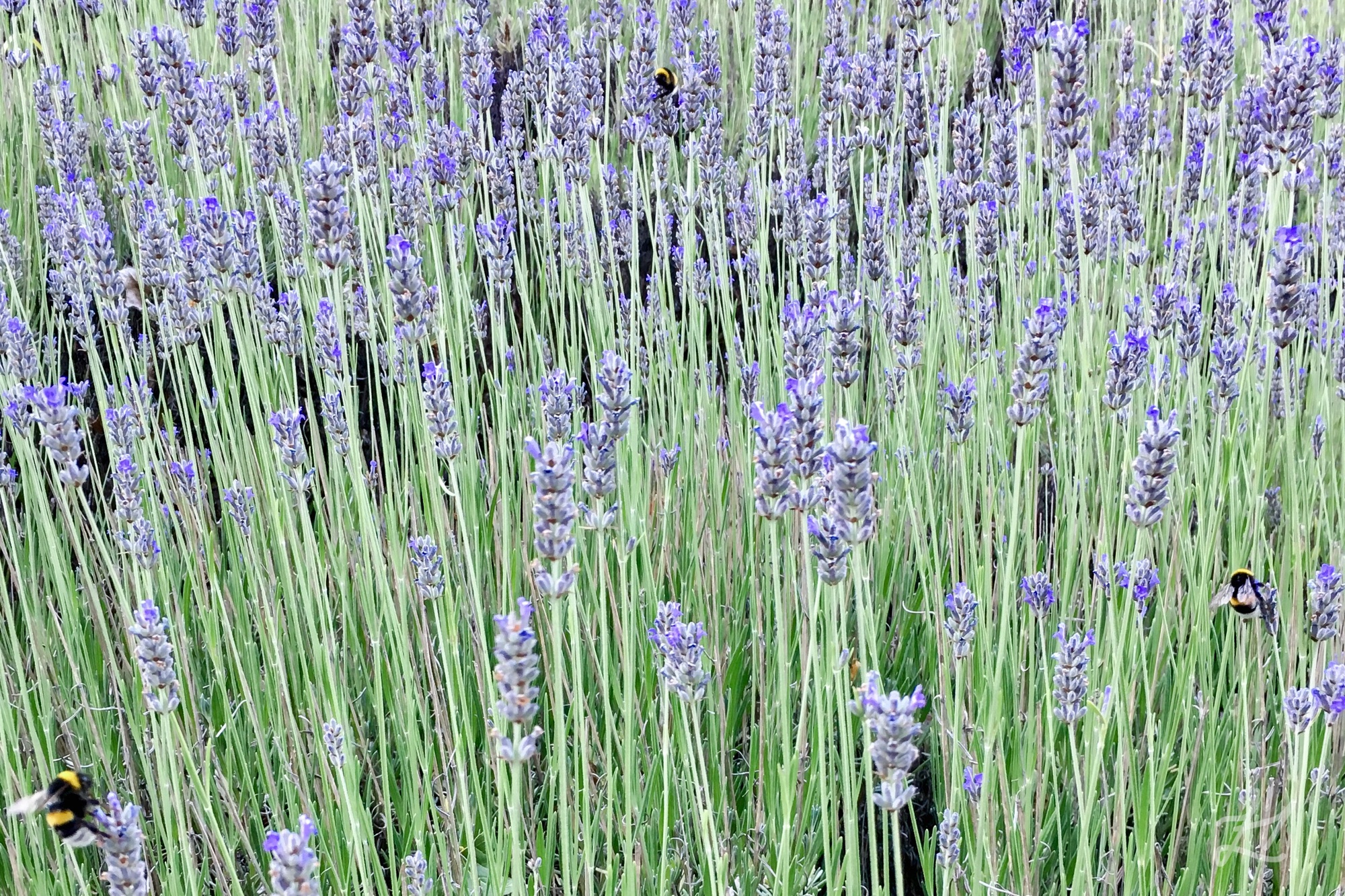 Lavender fields at La Casona de Odile