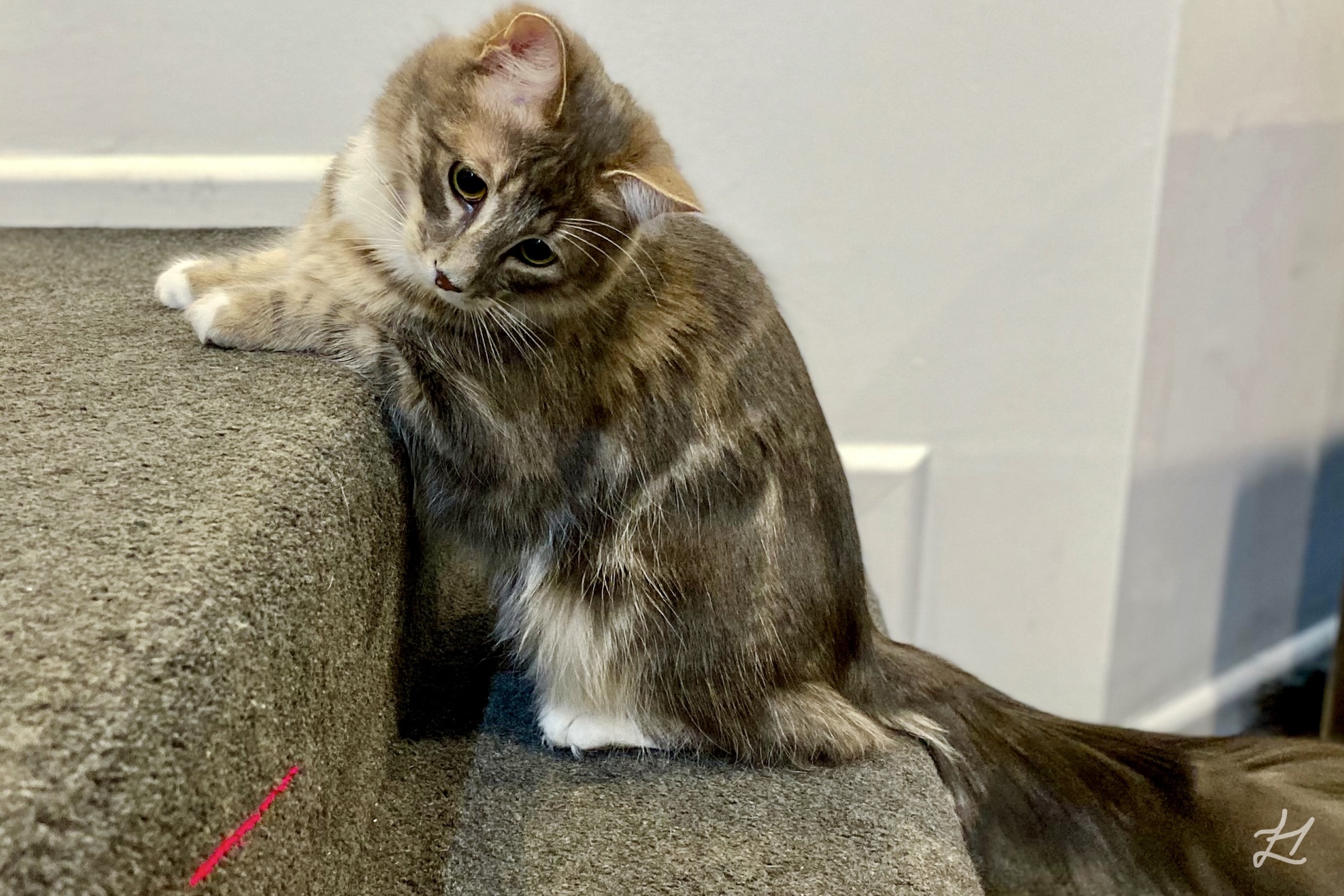 Theodore playing with laser light