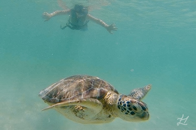 Akumal snorkelling, Yucat&aacute;n