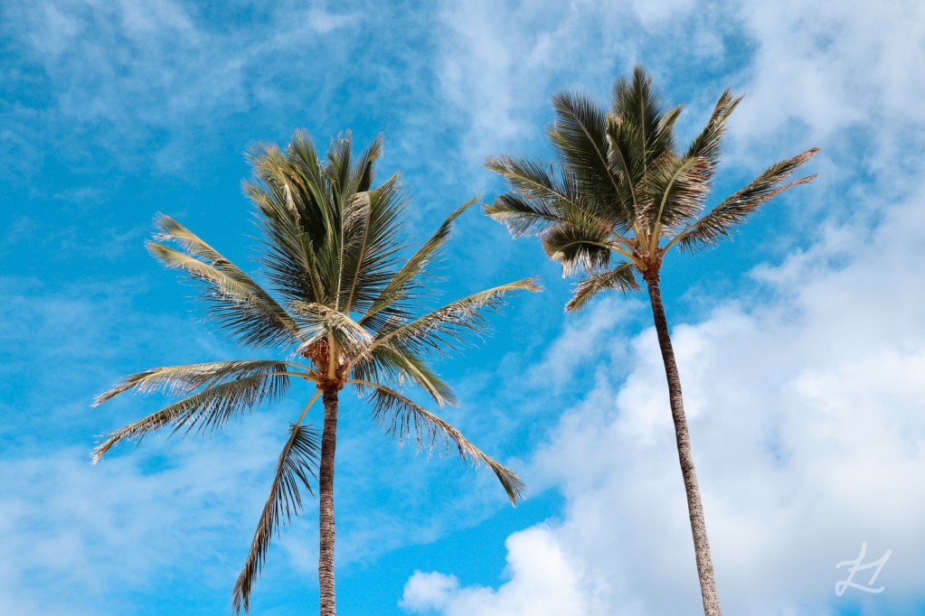 Coconut Palm Tree at Ka'a'awa Beach