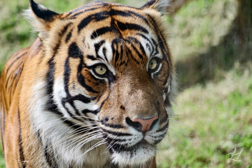 Sumatran Tiger at Wellington Zoo