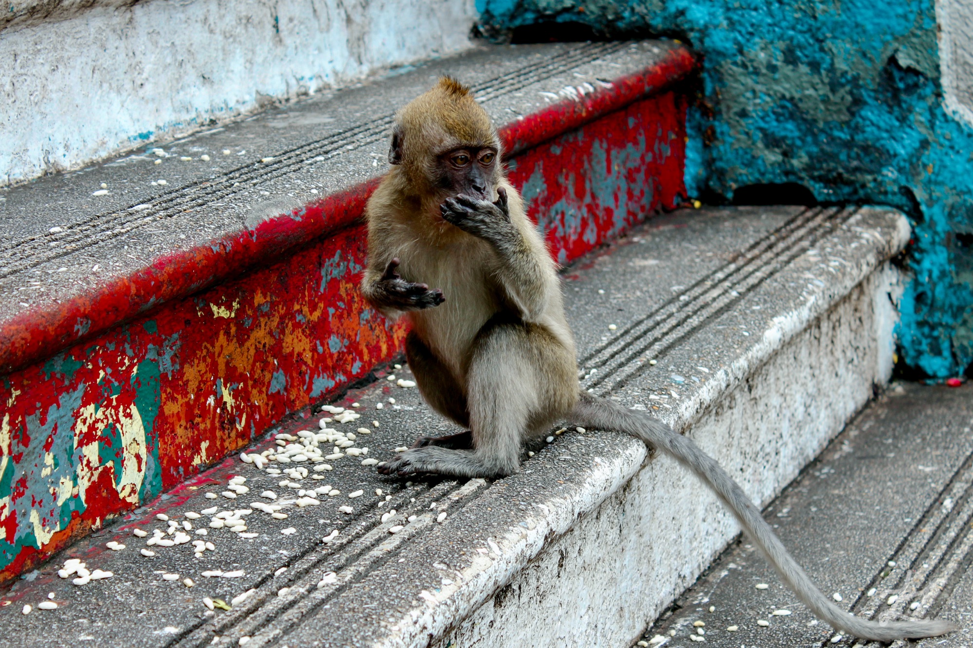 Macaque monkey at Batu Caves, Kuala Lumper KL, Malaysia