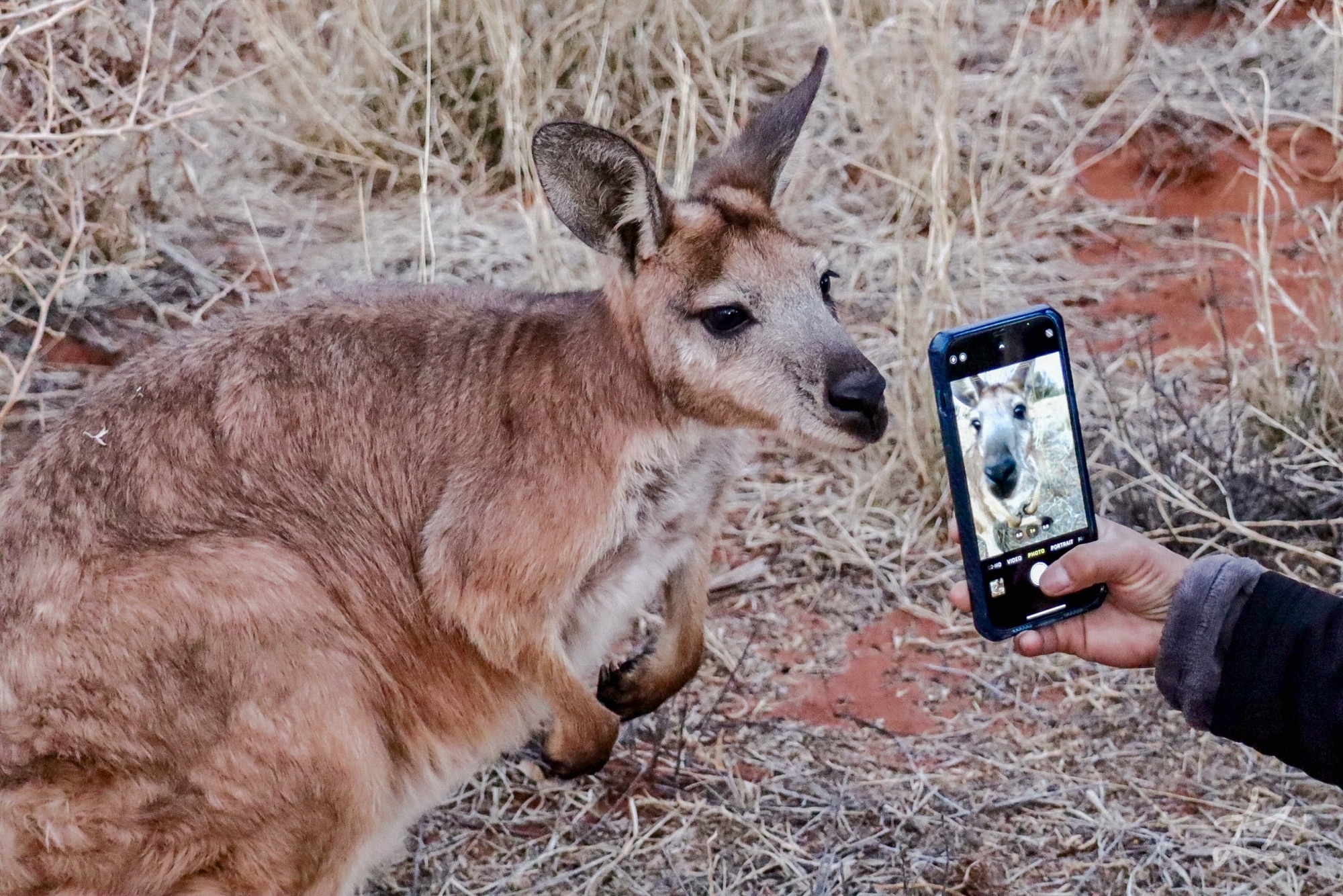 Teddy the wallaroo at the Kangaroo Sanctuary, Alice Springs