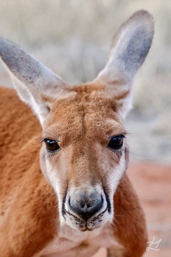 Kangaroo at the Sanctuary, Alice Springs