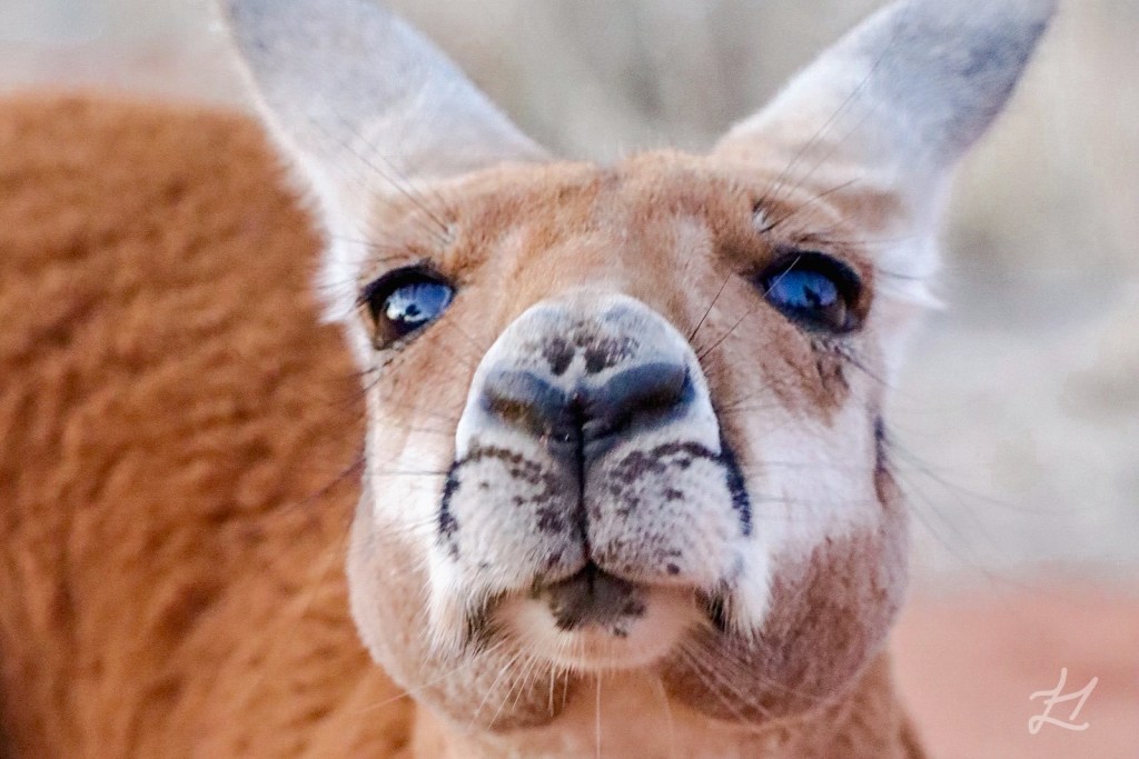 Kangaroo Sanctuary, Alice Springs