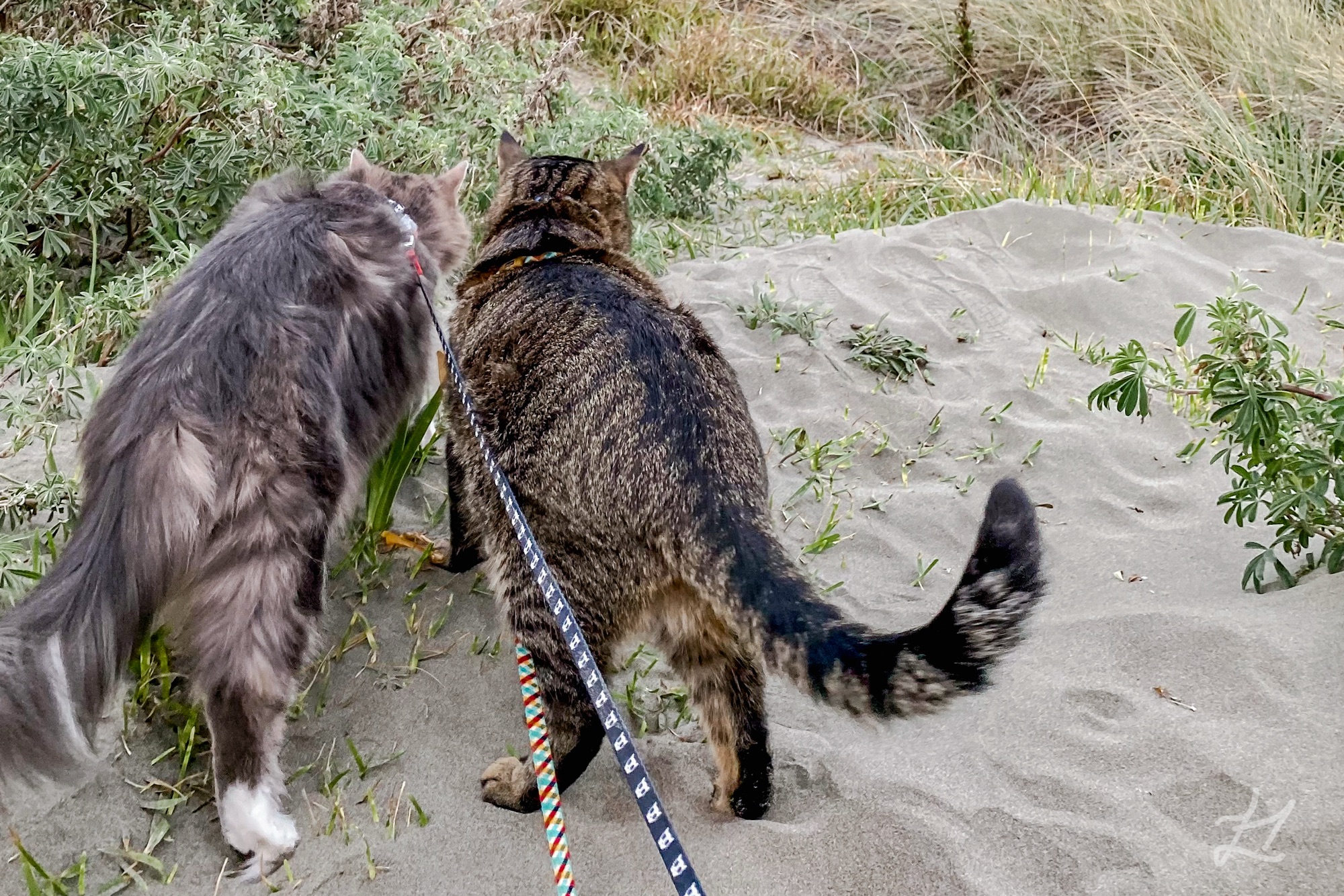 My cats on harnesses at the beach