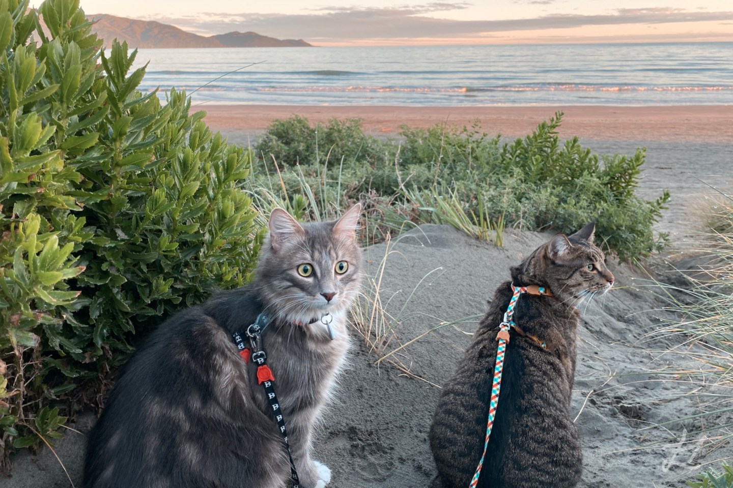 My cats Festo & Theo at Waikanae Beach