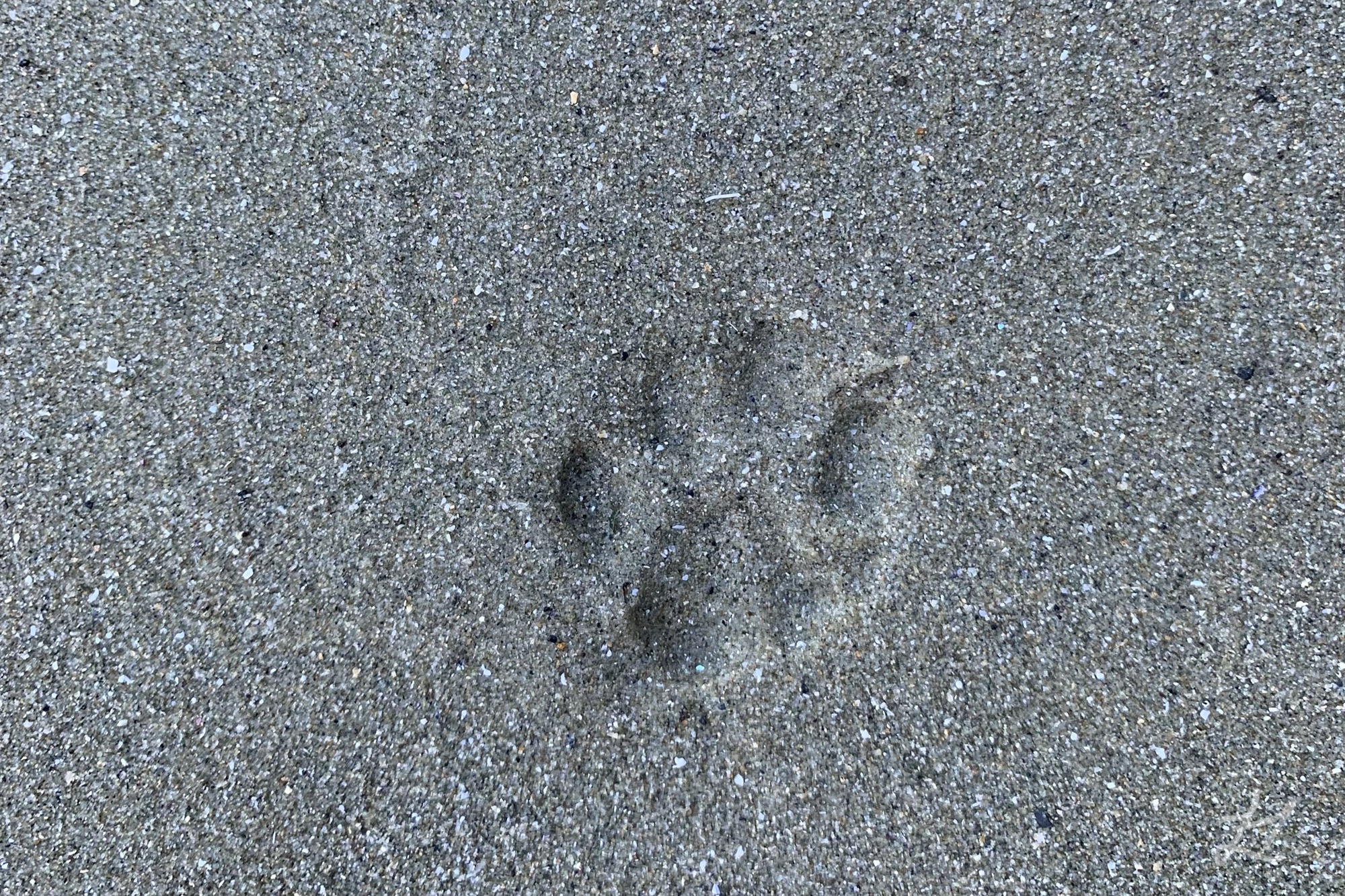 Festo's paw print in the sand
