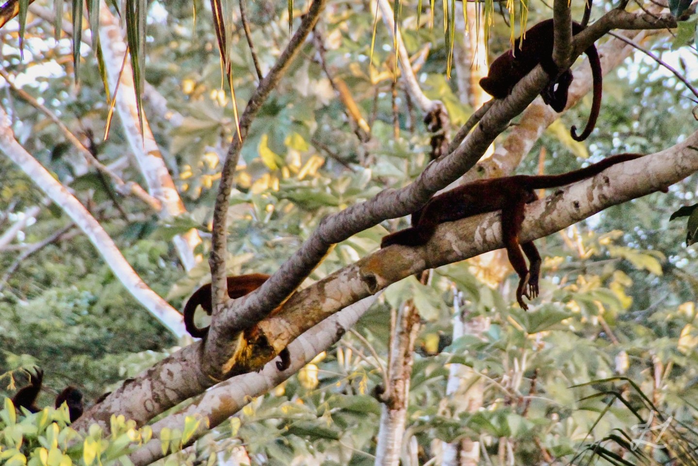 Red Howler Monkeys in Tambopata National Reserve