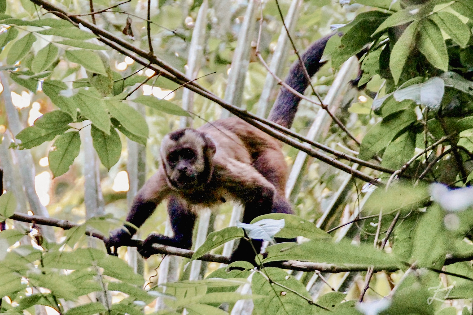 Brown Capuchin monkey in Tambopata Peru Amazon forest