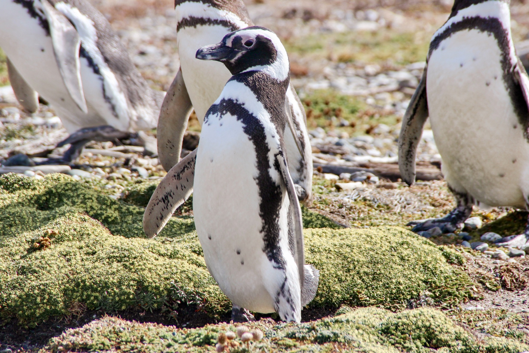 Magellanic Penguin at Seno Otway
