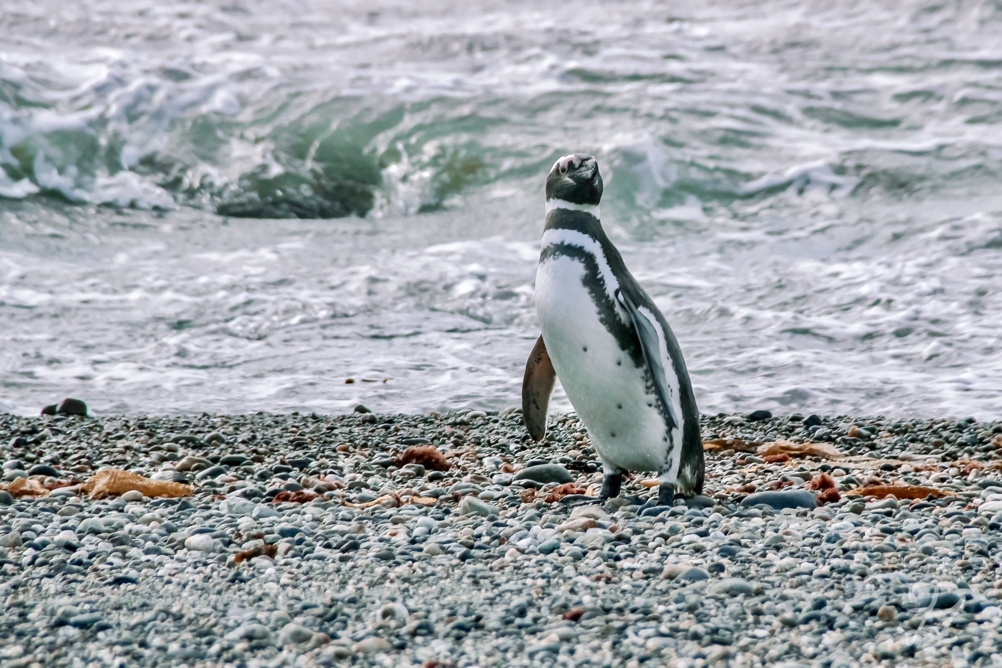 Magellanic Penguin in Patagonia