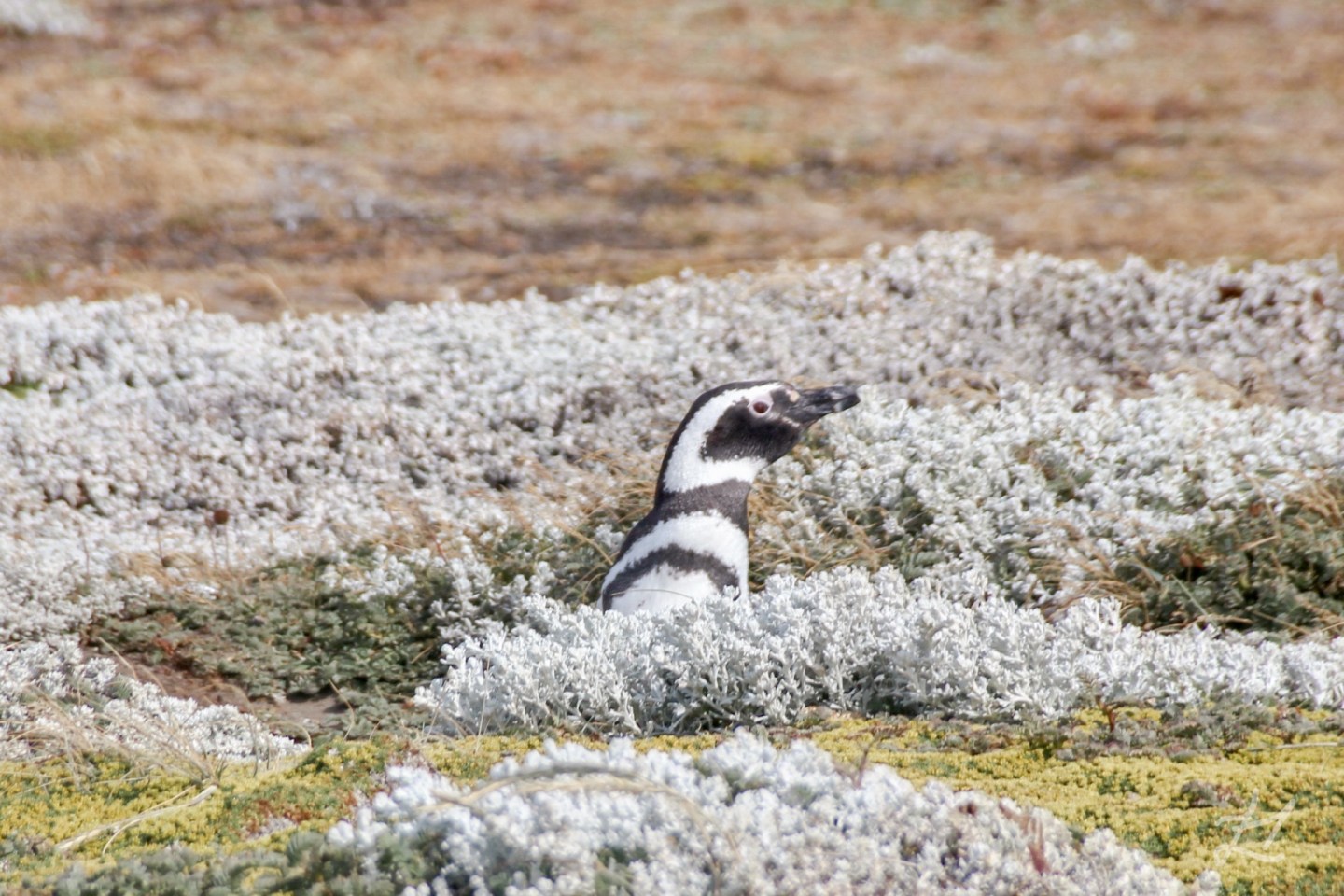 Pursuing Magellanic Penguins in Patagonia