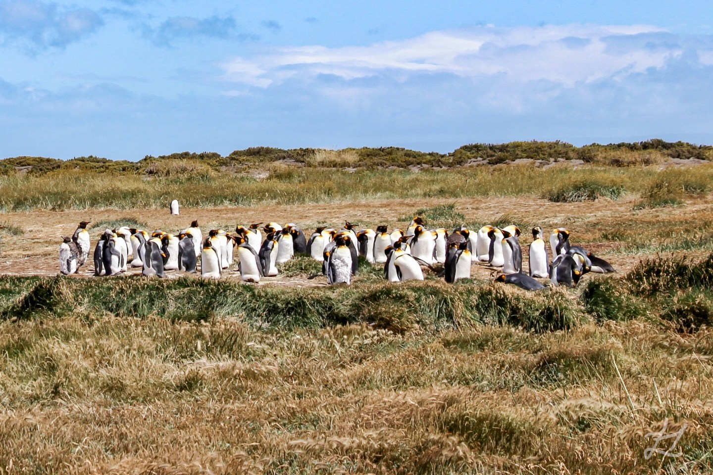King Penguin Colony at Ping&uuml;ino Rey Reserve