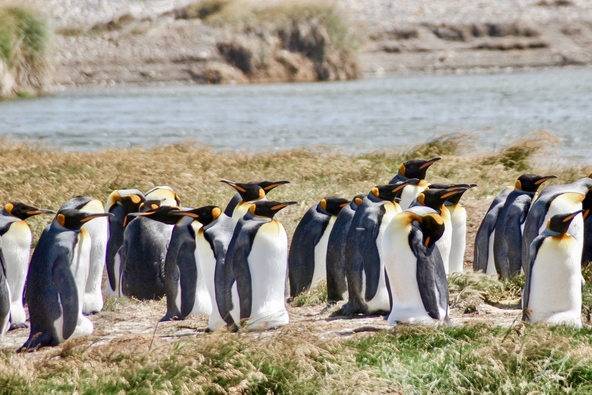 King Penguins at Ping&uuml;ino Rey