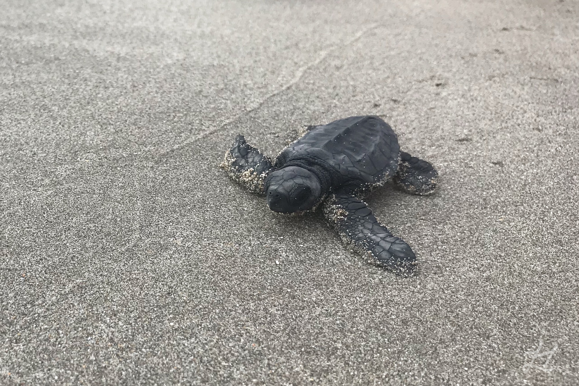Bali Lekang Sea Turtle