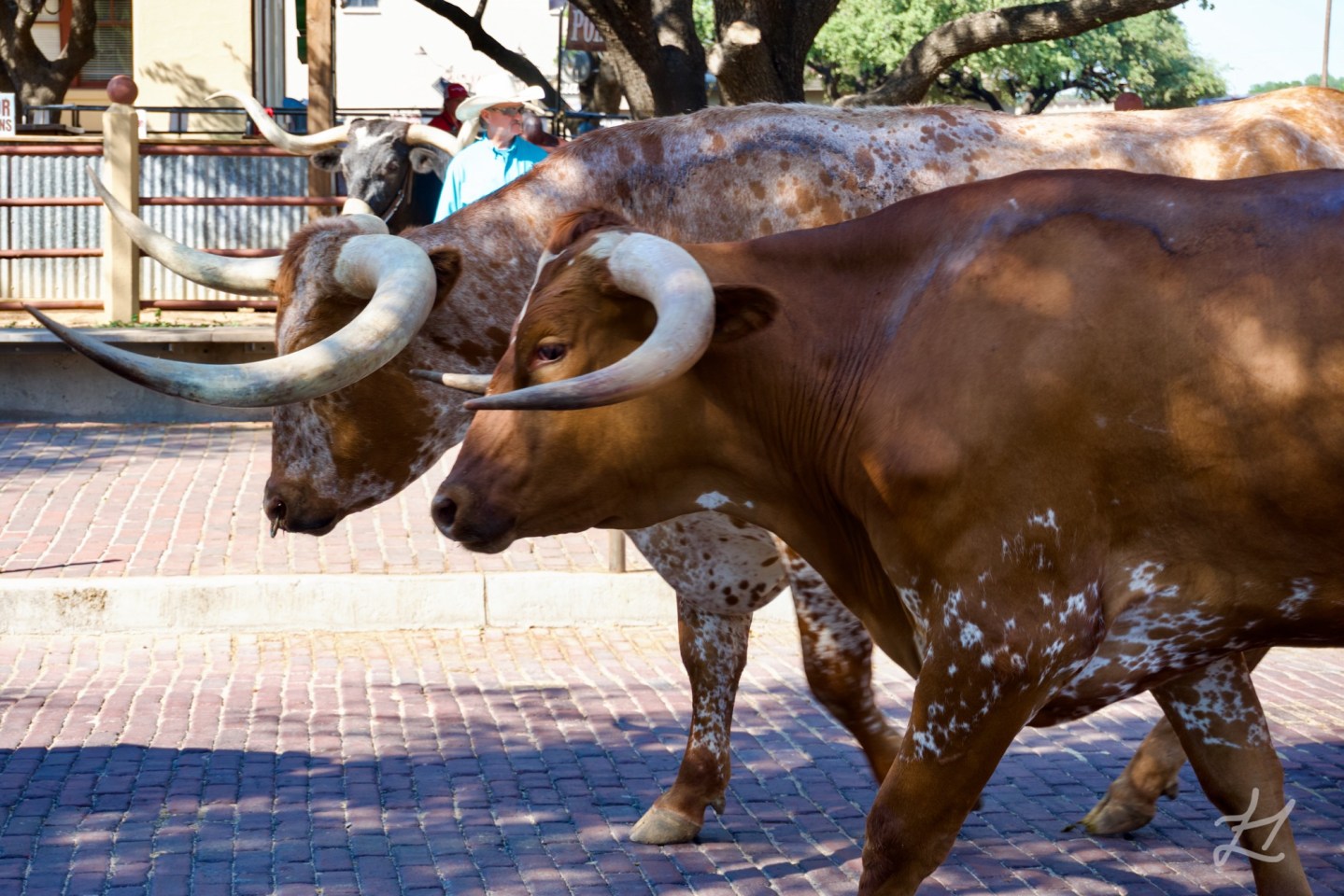 Spotlight on Fort Worth Stockyards, Texas 🐂