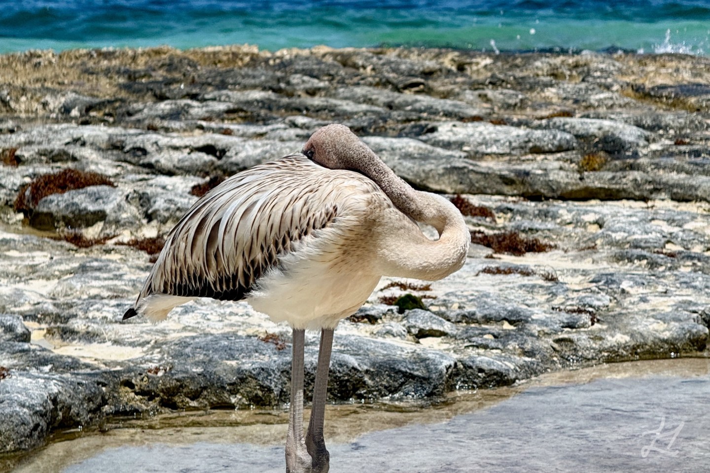Lesser Flamingo in Cancun